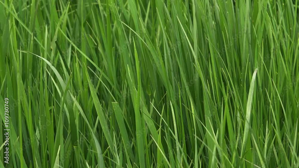 Green lawn grass blades swaying on wind Green lawn grass blades swaying on wind