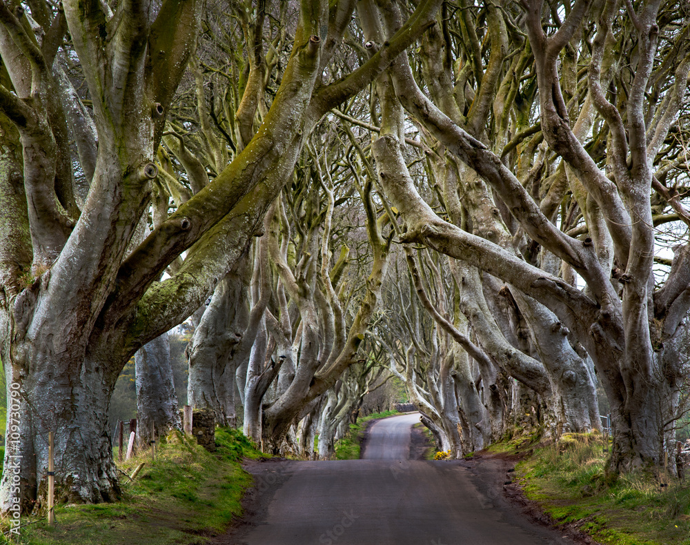 The Dark Hedges near Ballymoney, Co. Antrim, Northern Ireland. Feautured in  the Game of Thrones as the Kings Road. фотография Stock | Adobe Stock