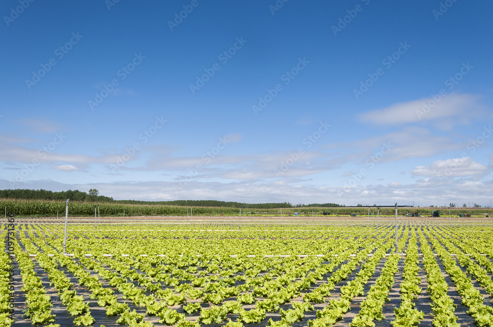 Lettuce field in the plain of the River Esla, in Leon Province, Spain