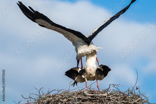 Wei  storch  Ciconia ciconia  P  rchen bei der Paarung