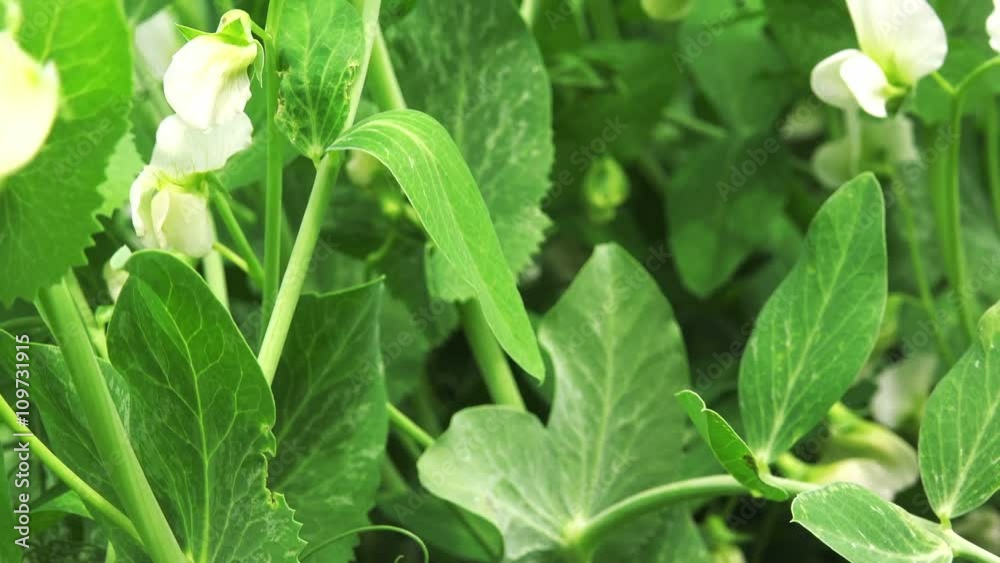 Young green pea plants in vegetable garden, organic farming and food production Young green pea plants in vegetable garden, organic farming and food production