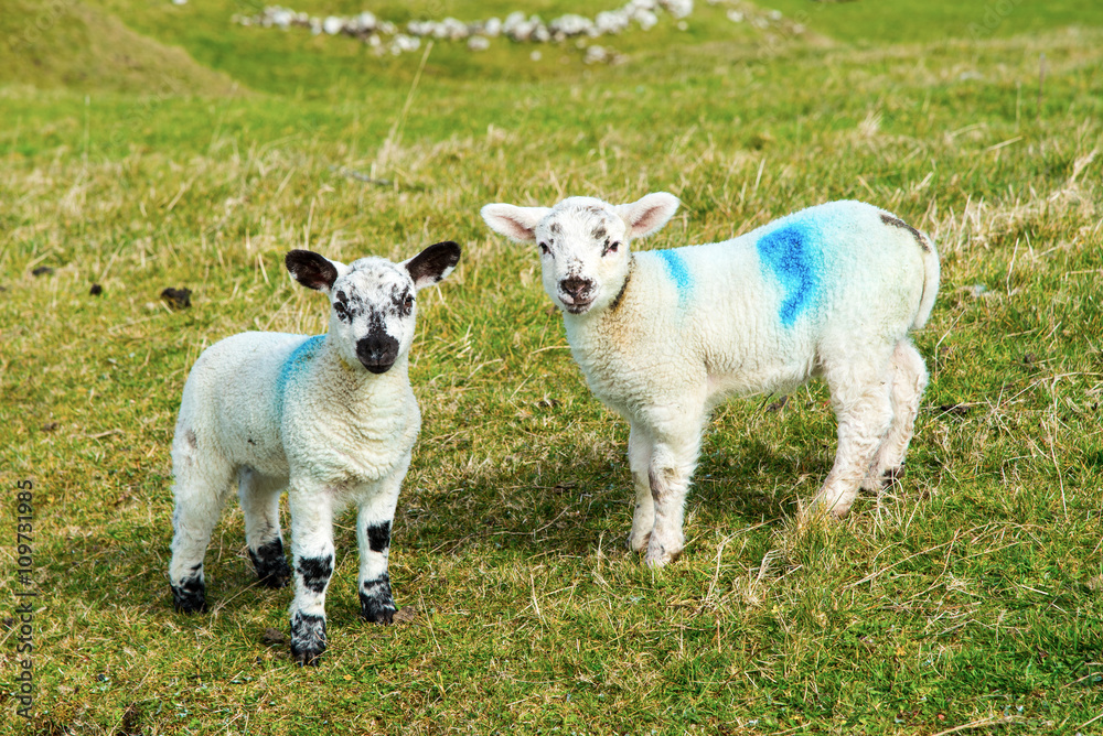 Lambs, Co. Antrim, Northern Ireland. Lambs, Co. Antrim, Northern Ireland.