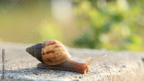 Beautiful Snail With Mucus In  Nature