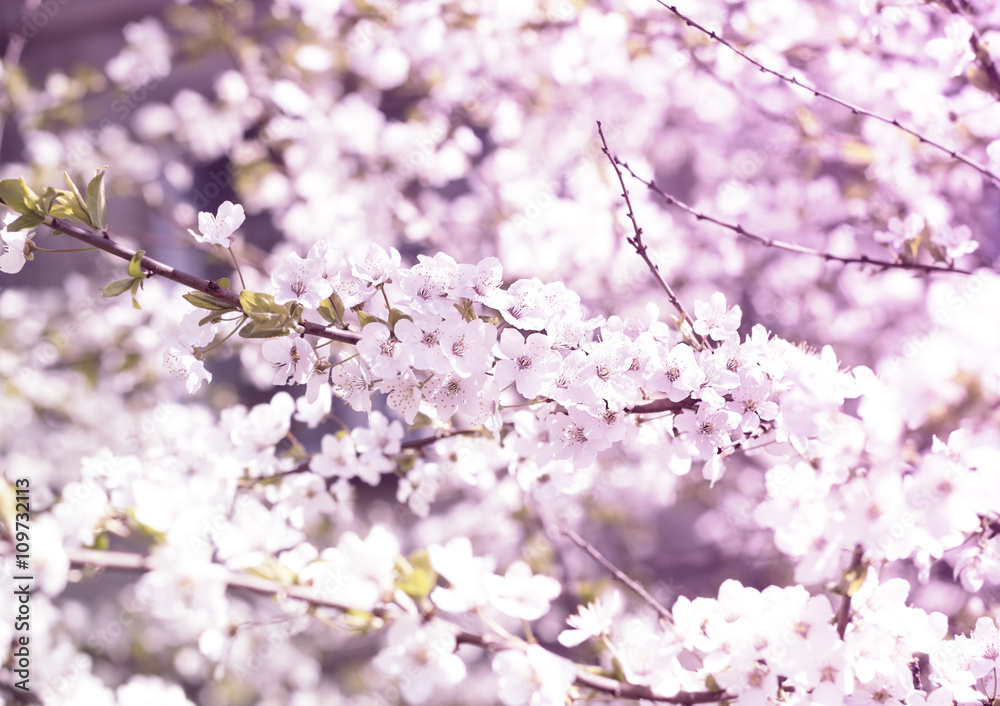 blossoming apple-tree