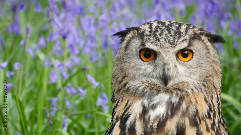 Eagle Owl (Bubo bubo) or Horned Owl in Bluebells Eagle Owl (Bubo bubo) or Horned Owl in Bluebells