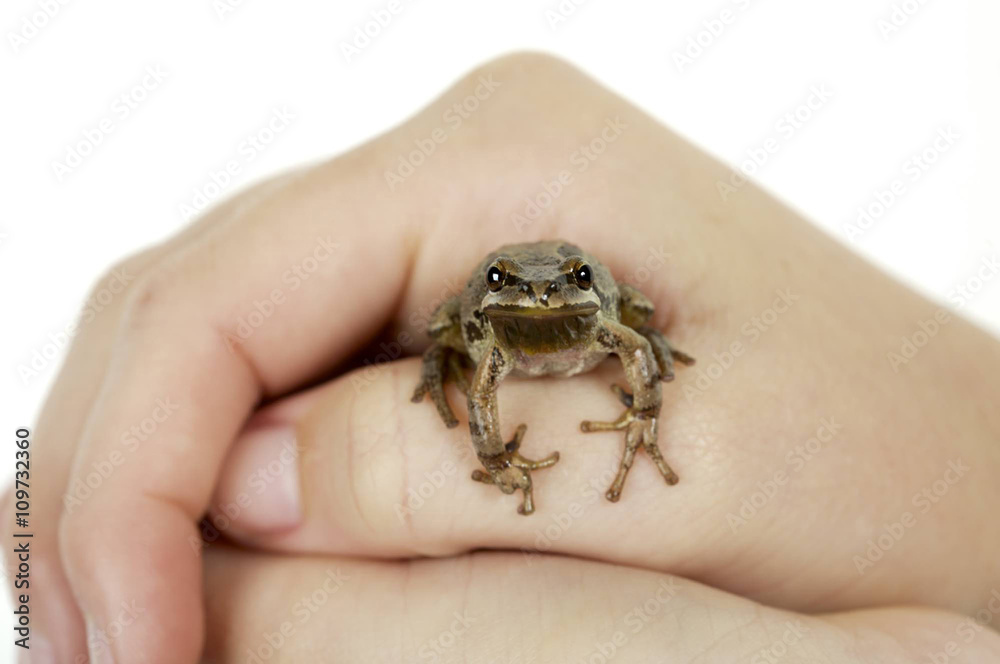 Obraz premium Holding Tree Frog