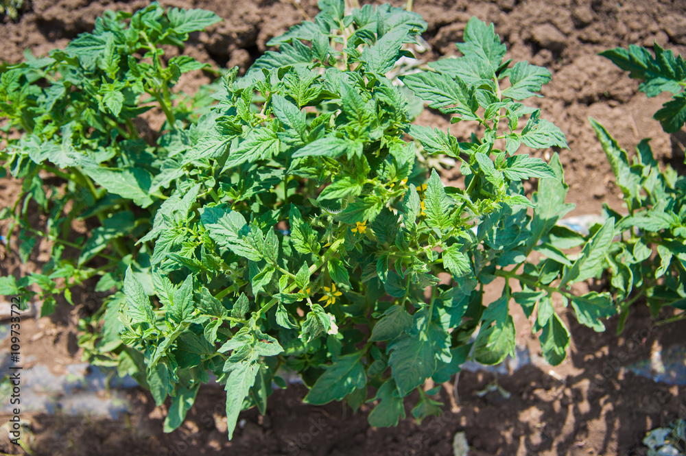 Rows of tomato plants Rows of tomato plants