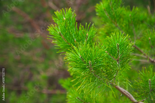 Young pine branch in spring
