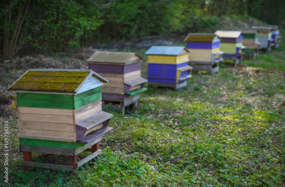 Beehives in the apiary. Beekeepers. Beehives in the apiary. Beekeepers.