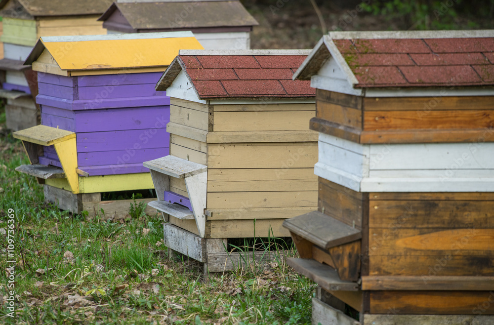 Beehives in the apiary. Beekeepers. Beehives in the apiary. Beekeepers.