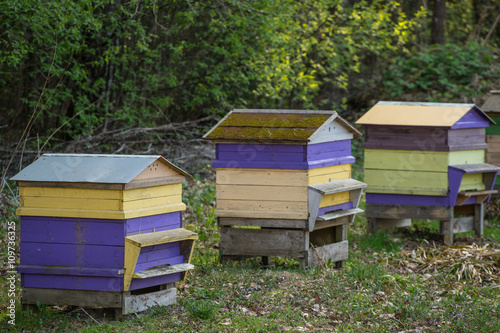 Beehives in the apiary. Beekeepers.
