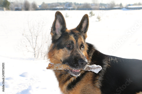 German shepherd dog on snow in winter day photo