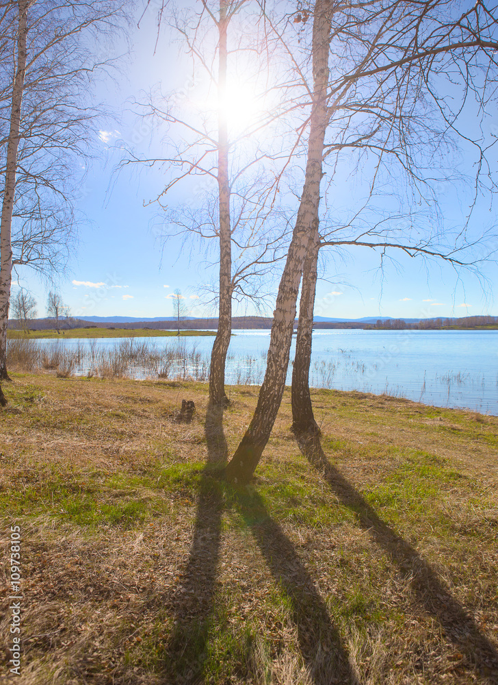 birches on the river bank