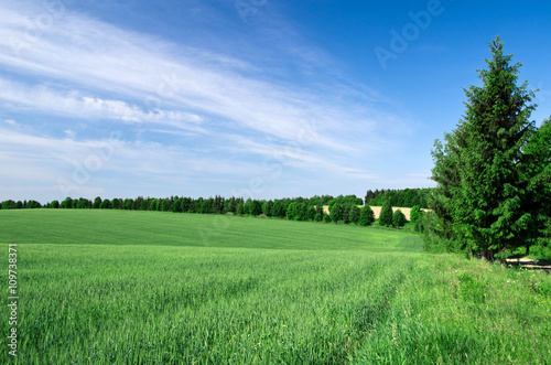 field and blue sky