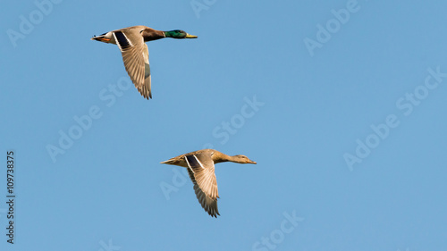 Stockente (Anas platyrhynchos) Stockenten Paar fliegen über einen Tümpel