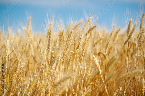 Wheat field on blue sky background