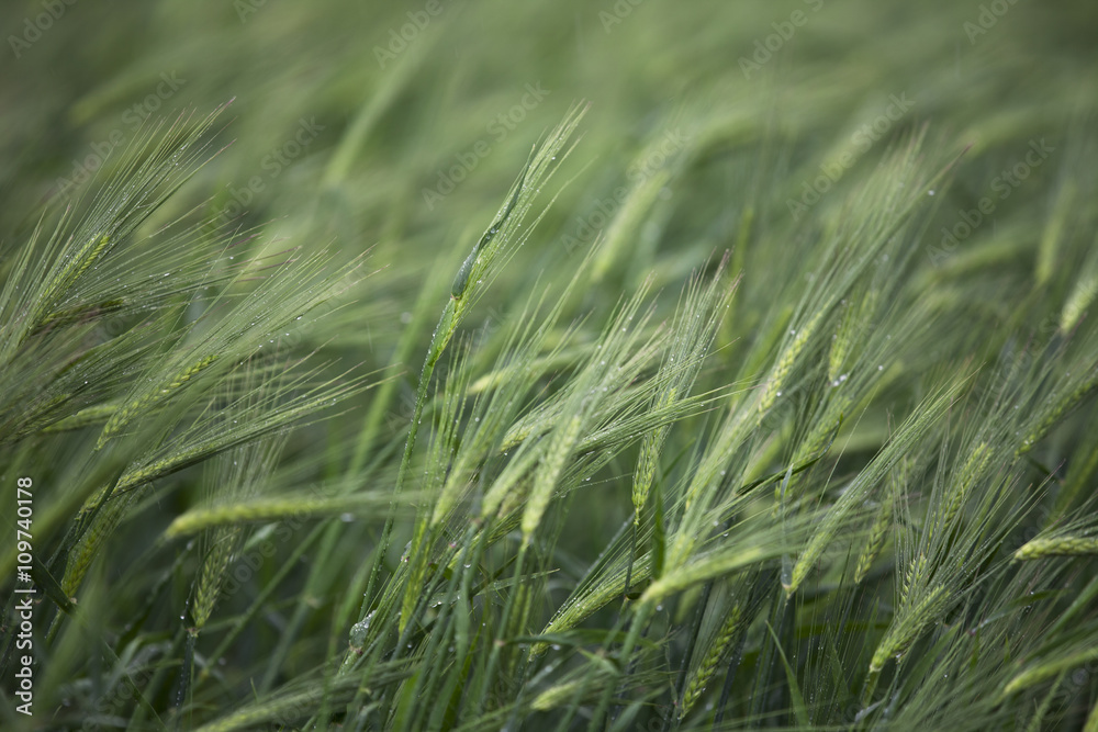 image of wheat plants. image of wheat plants.