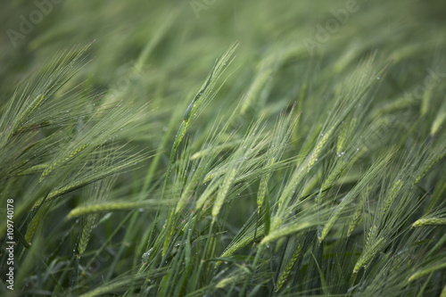 image of wheat plants.