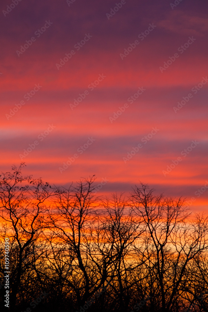 Obraz premium Trees at sunset