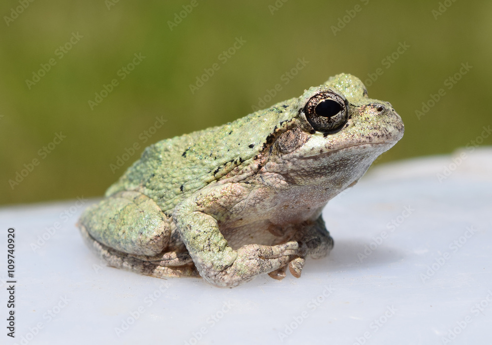 Obraz premium Adult gray treefrog