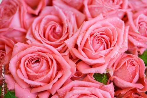 beautiful pink roses background