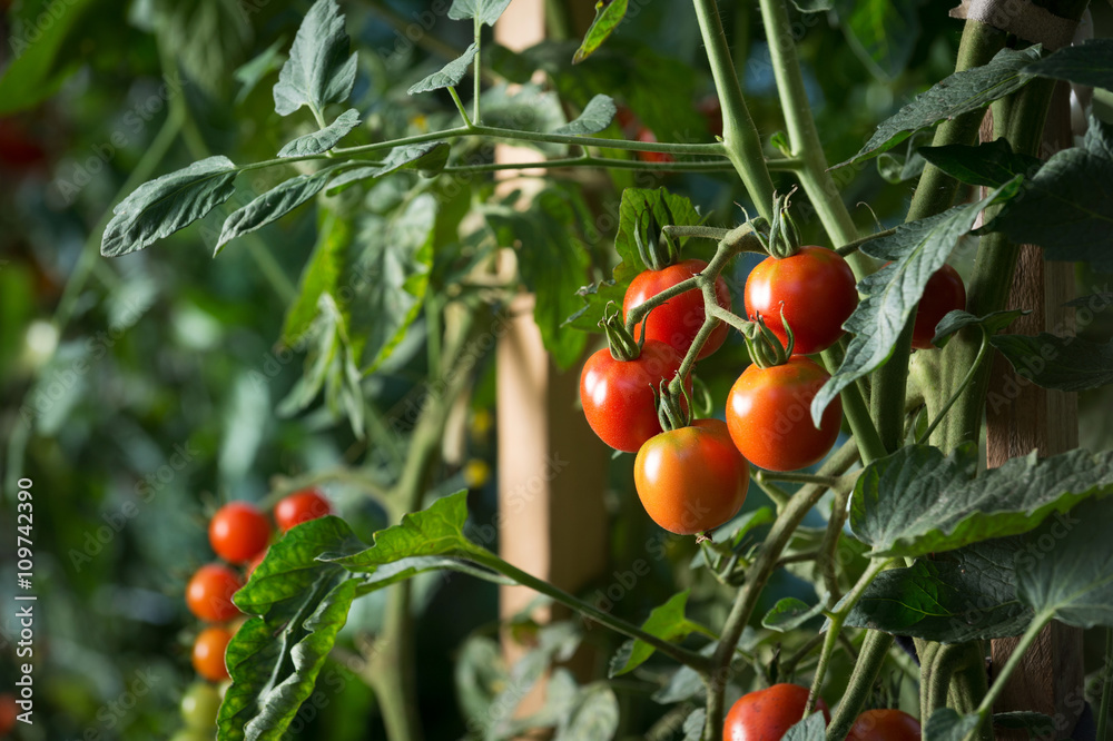 Cherry tomatoes plant growing. Homegrown organic food, tomatoes ripen gradually