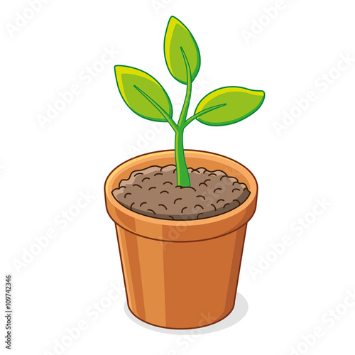Green plant in a flower pot.