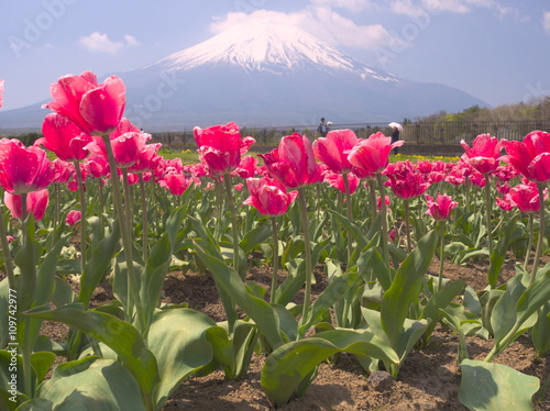 tulip photo