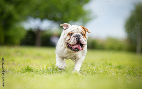 Funny English bulldog running in garden