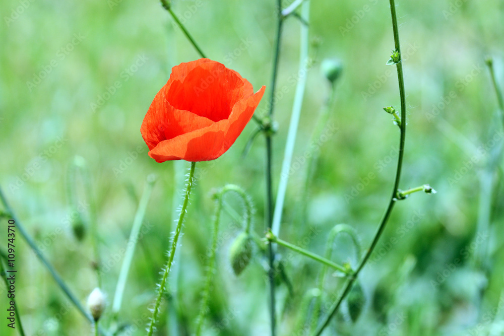 Obraz premium Poppy flower