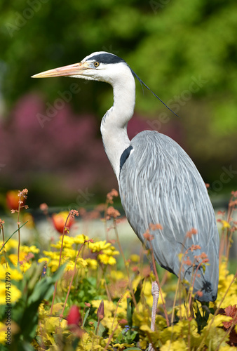 Grey heron sitting in flower bed in a park