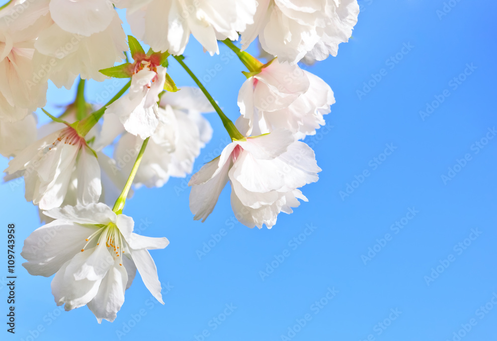 Fototapeta premium Close up of blooming sakura