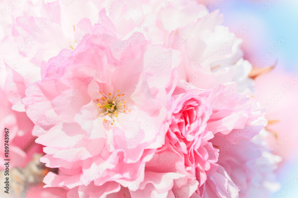 Close up of blooming sakura