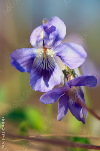 Close-up of wild blue primrose flower