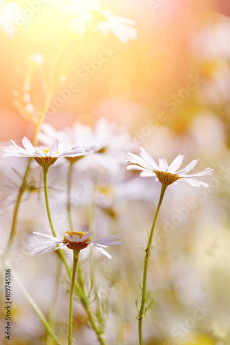 Fototapeta Naklejka Na Ścianę i Meble -  Wild field plant camomile.