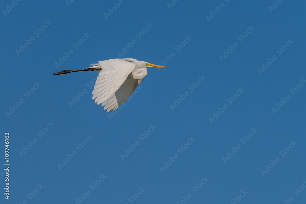 Eastern Great White Egret in Flight Eastern Great White Egret in Flight