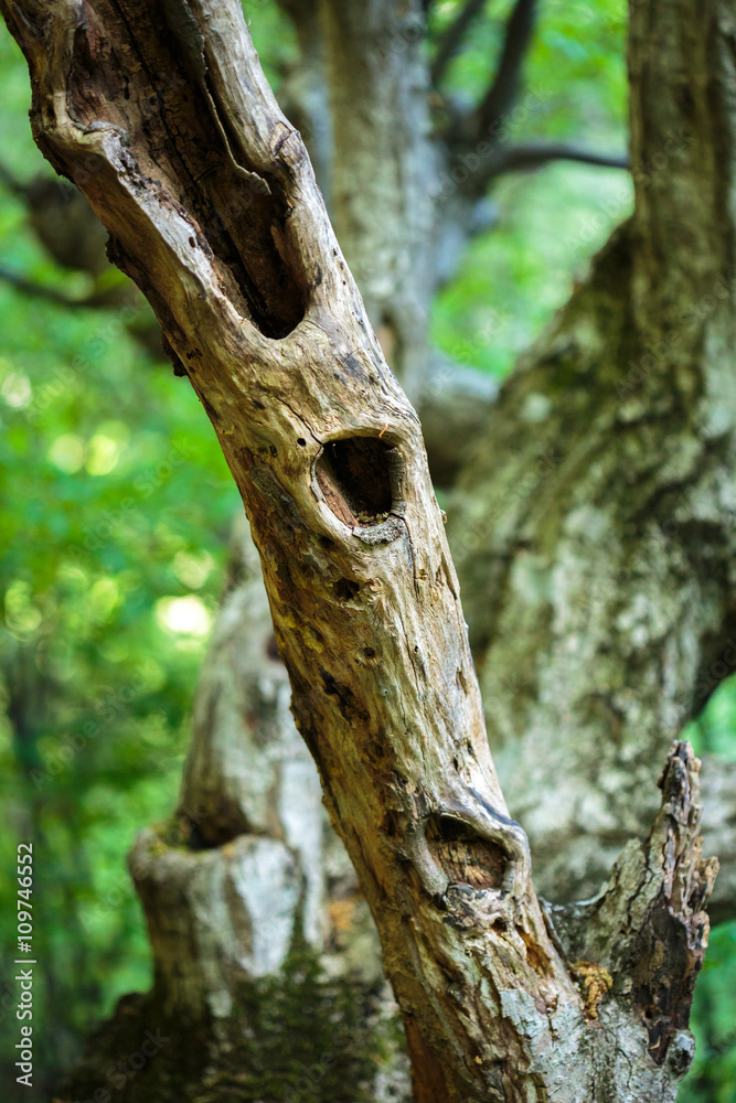 Fototapeta premium Dead tree in a young forest