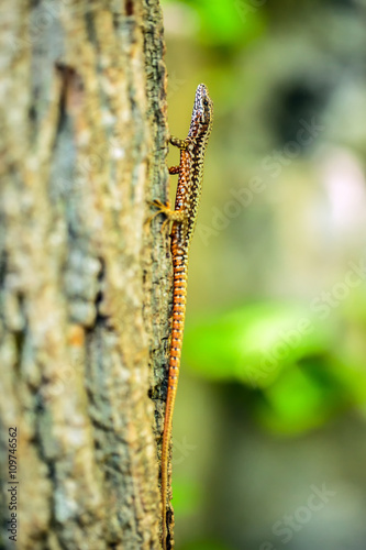 Lizard on a tree bark photo