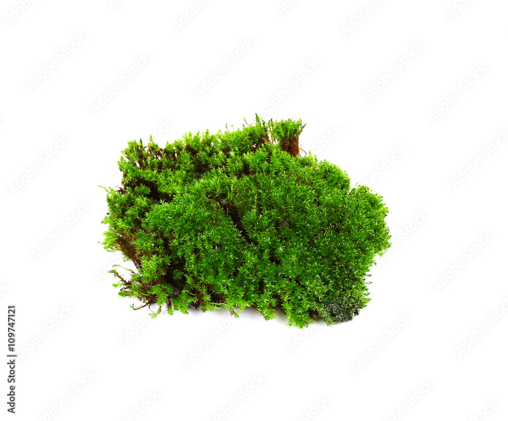 green mos isolate on white background green mos isolate on white background