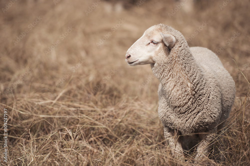 Obraz premium Lamb on the farm during the day in Queensland
