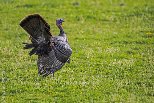 Wild Turkey in green grass displaying his tail feathers.