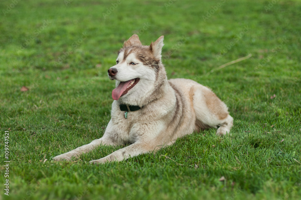 Pale siberian husky feeling hot, laying on lawn Pale siberian husky feeling hot, laying on lawn