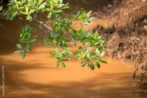 Mangrove and Brook in Sunlight