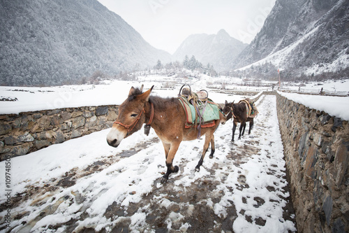 Donkey walking in countryside