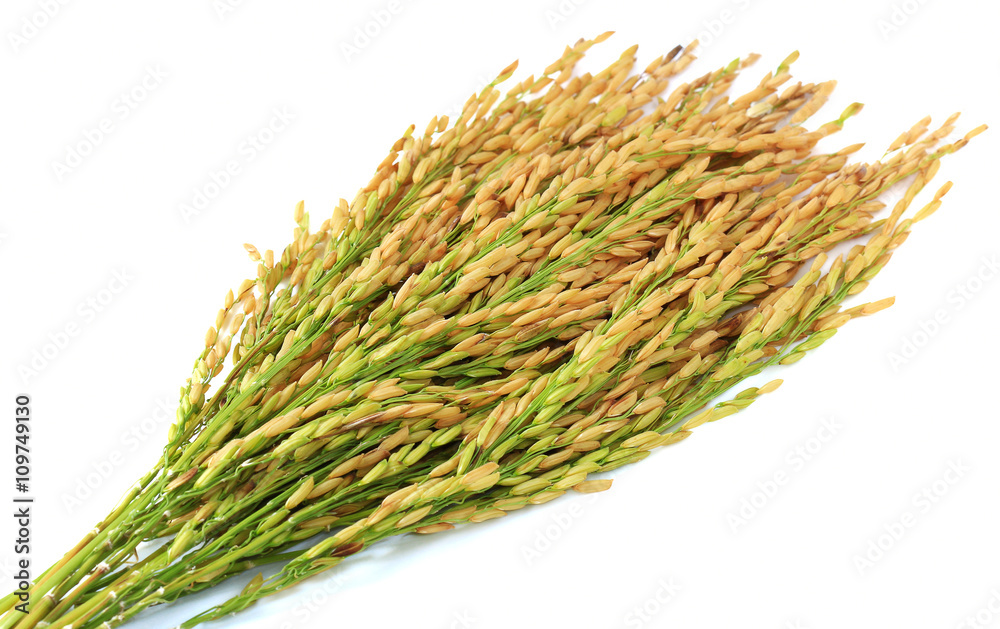 paddy rice seed isolate on a white background paddy rice seed isolate on a white background