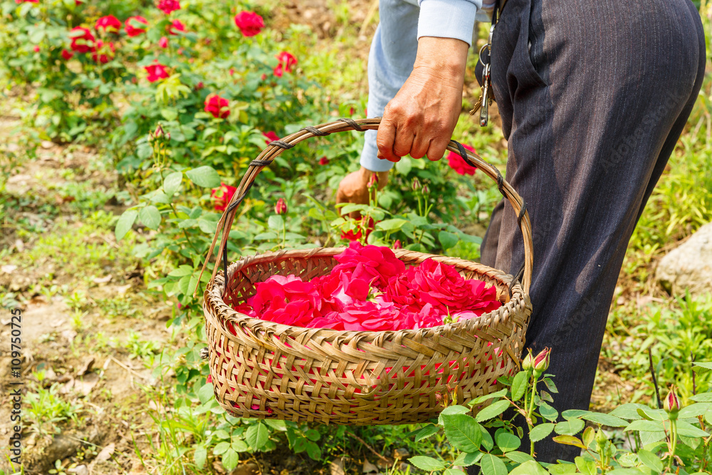 Fototapeta premium Farmer picking champagne roses on the farm