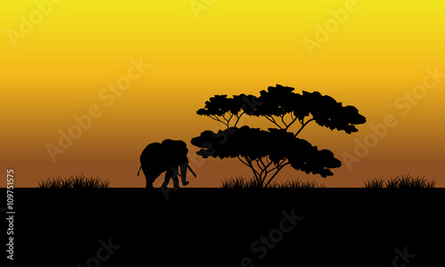 One elephant silhouette in the fields