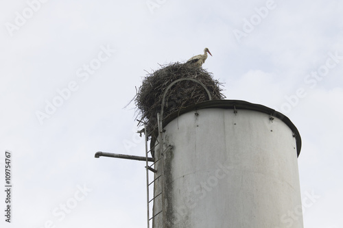 stork photo