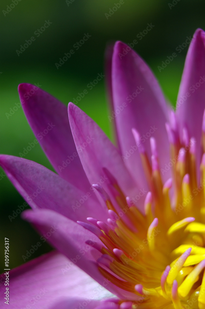Water Lily