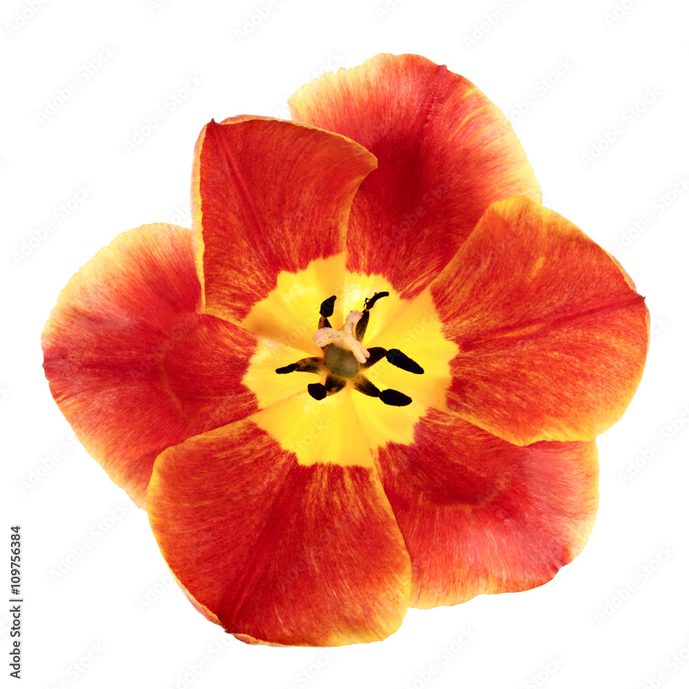 Fototapeta premium Flower